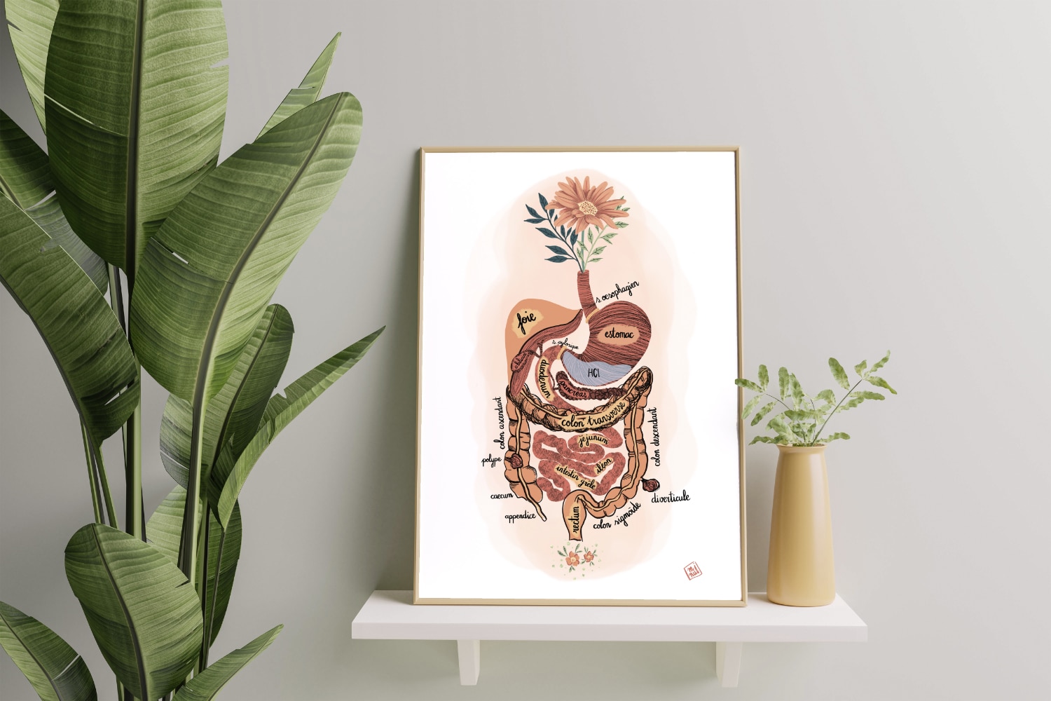 Magalie de Preux - Nutritionniste holistique : Illustration du système digestif humain
